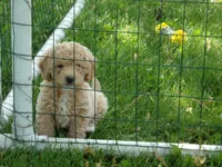 Dallas, a male Miniature Goldendoodle for sale in Abbotsford, WI – 4 of 6