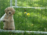 Dallas, a male Miniature Goldendoodle for sale in Abbotsford, WI – 5 of 6