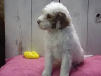 processed/65c928ed-1942-419d-bcc6-8d63ded022fd/listing/54bd9de5-ad2a-44c9-88c8-91029a92786a/22cefa97-8906-4afd-8dc5-ff3f32aed4d5