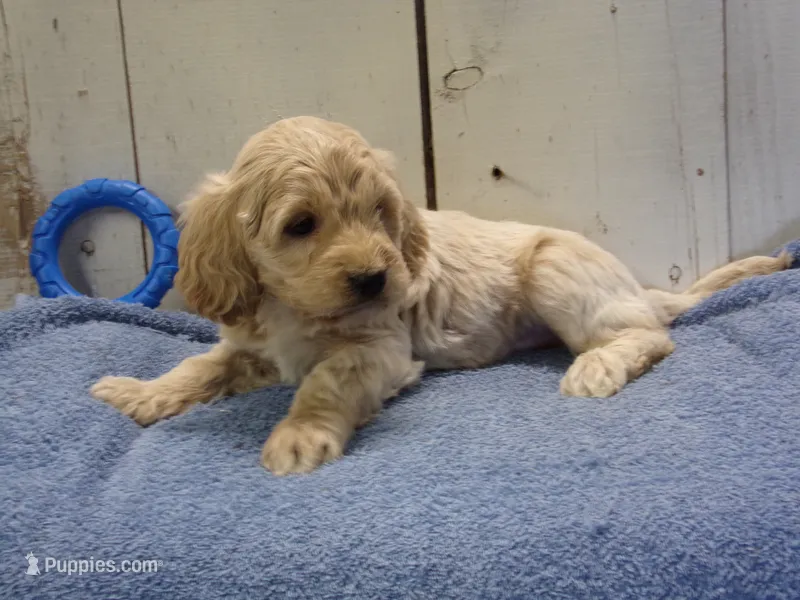 Brady – Cockapoo puppy for sale in Abbotsford, WI