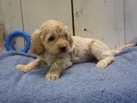 Brady, a male Cockapoo for sale in Abbotsford, WI – 1 of 7