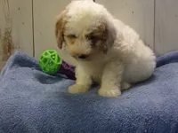 Jake, a male Goldendoodle for sale in Abbotsford, WI – 1 of 5