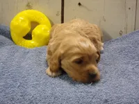 Barry, a male Cockapoo for sale in Abbotsford, WI – 5 of 6