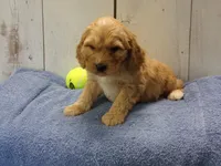 Baxter, a male Cockapoo for sale in Abbotsford, WI – 3 of 5