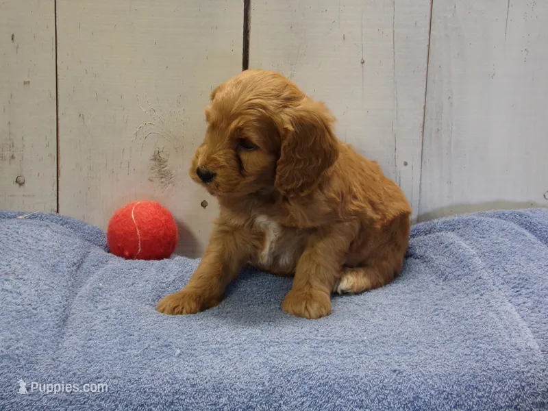 Barney – Cockapoo puppy for sale in Abbotsford, WI