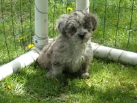 Helga, a female Havapoo for sale in Abbotsford, WI – 5 of 5