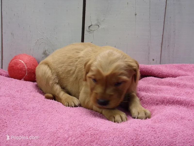 Beulah – Golden Retriever puppy for sale in Abbotsford, WI