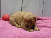 Beulah, a female Golden Retriever for sale in Abbotsford, WI – Photo 1 of 4