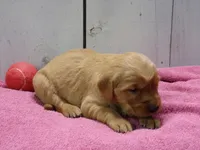 Beulah, a female Golden Retriever for sale in Abbotsford, WI – Photo 2 of 4