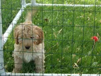 Parker, a male Miniature Goldendoodle for sale in Abbotsford, WI – 4 of 6