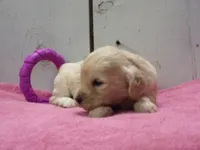 Bertha, a female Cockapoo for sale in Abbotsford, WI – 2 of 4