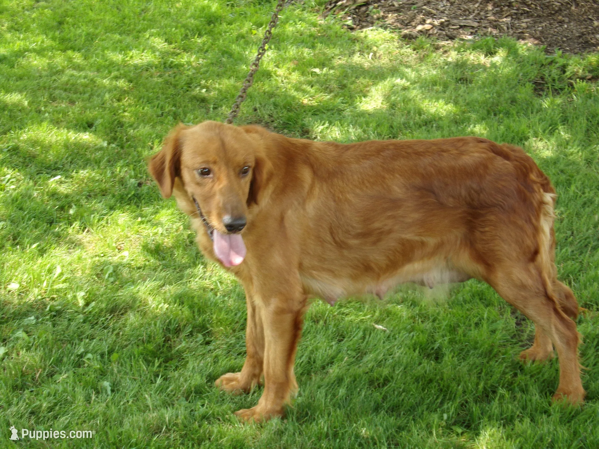 Beatrice, a female Golden Retriever for sale in Abbotsford, WI – Photo 4 of 5