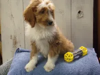 Jonah, a male Goldendoodle for sale in Abbotsford, WI – 2 of 5