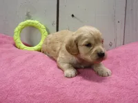 Beverly, a female Cockapoo for sale in Abbotsford, WI – 4 of 4