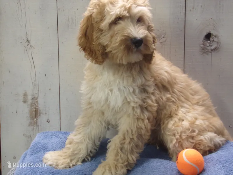 Boone – Cockapoo puppy for sale in Abbotsford, WI