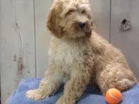Boone, a male Cockapoo for sale in Abbotsford, WI – 1 of 5