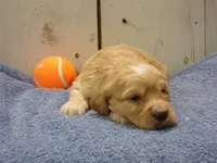 Boone, a male Cockapoo for sale in Abbotsford, WI – 2 of 5
