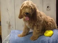 Barry, a male Cockapoo for sale in Abbotsford, WI – 2 of 5