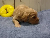 Barry, a male Cockapoo for sale in Abbotsford, WI – 2 of 6