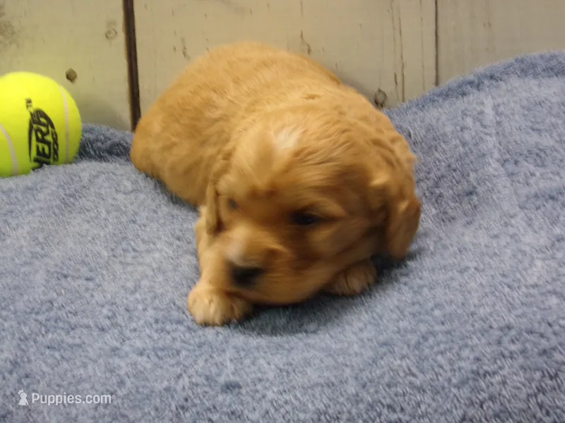 Baxter – Cockapoo puppy for sale in Abbotsford, WI
