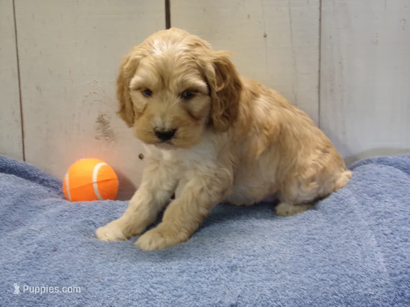 Boone – Cockapoo puppy for sale in Abbotsford, WI