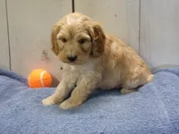 Boone, a male Cockapoo for sale in Abbotsford, WI – 1 of 5