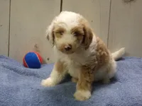 Jethro, a male Goldendoodle for sale in Abbotsford, WI – 5 of 5