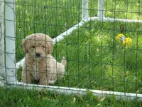 Dallas, a male Miniature Goldendoodle for sale in Abbotsford, WI – 3 of 6