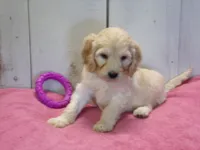 Bertha, a female Cockapoo for sale in Abbotsford, WI – 6 of 6