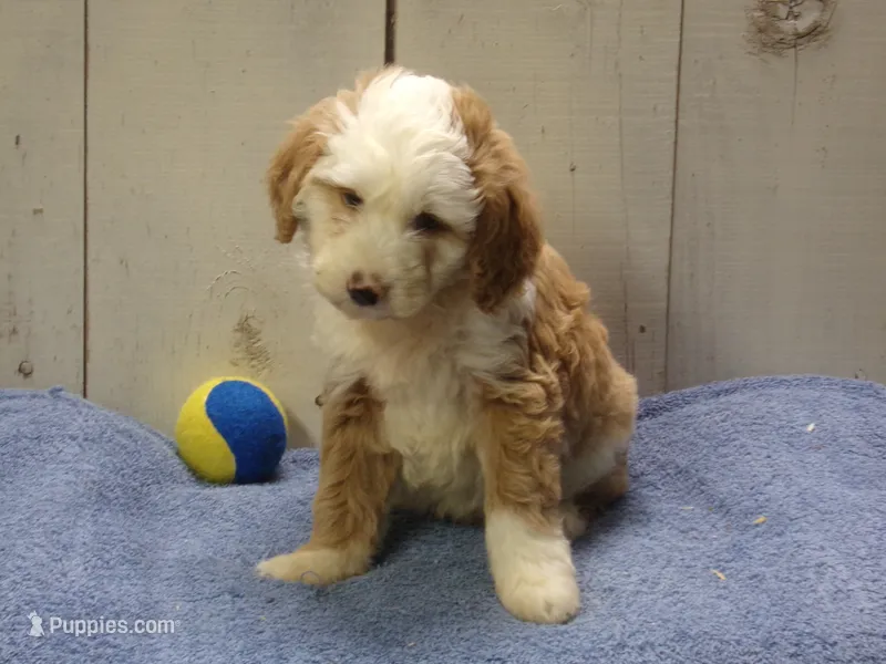 Judah – Goldendoodle puppy for sale in Abbotsford, WI