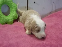 Judith, a female Goldendoodle for sale in Abbotsford, WI – 2 of 5
