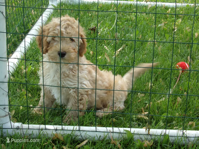 Parker – Miniature Goldendoodle puppy for sale in Abbotsford, WI