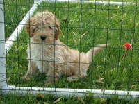 Parker, a male Miniature Goldendoodle for sale in Abbotsford, WI – 1 of 6