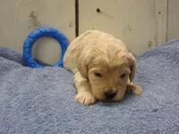 Brady, a male Cockapoo for sale in Abbotsford, WI – 3 of 6
