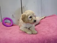 Bertha, a female Cockapoo for sale in Abbotsford, WI – 3 of 6