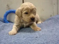 Brady, a male Cockapoo for sale in Abbotsford, WI – 5 of 6