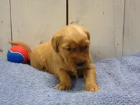 Barry, a male Golden Retriever for sale in Abbotsford, WI – Photo 2 of 4