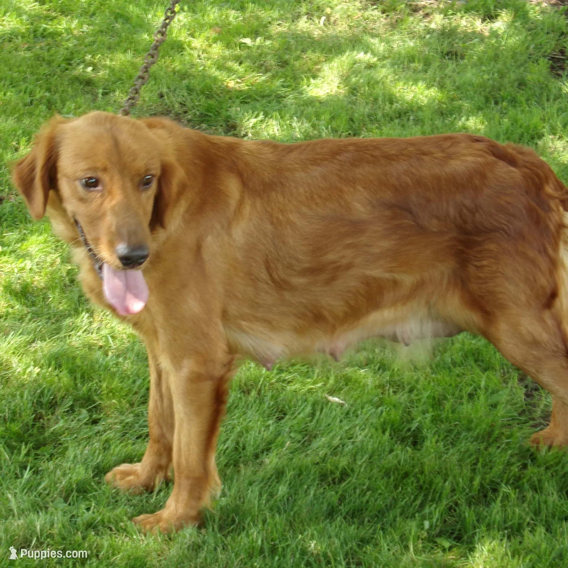 Barry, a male Golden Retriever for sale in Abbotsford, WI – Photo 3 of 4