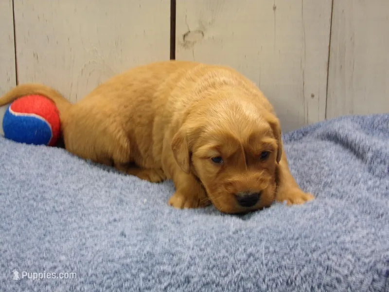 Barry – Golden Retriever puppy for sale in Abbotsford, WI