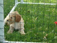 Parker, a male Miniature Goldendoodle for sale in Abbotsford, WI – 3 of 6