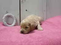 Bessie, a female Cockapoo for sale in Abbotsford, WI – 4 of 6