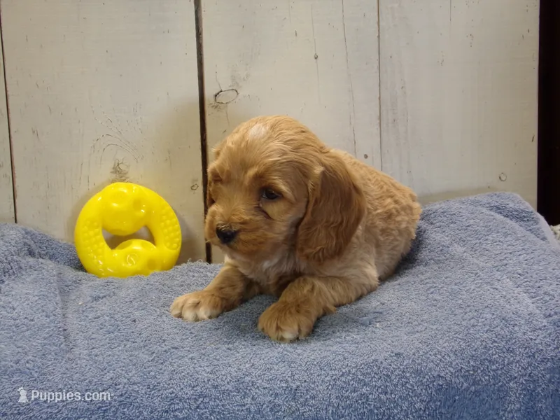 Barry – Cockapoo puppy for sale in Abbotsford, WI