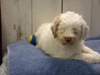 processed/65c928ed-1942-419d-bcc6-8d63ded022fd/listing/84a44a72-a3e1-4a5d-a5dc-87d811fad9d7/70325c05-1f75-4abb-a996-037cdd103dec