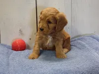 Barney, a male Cockapoo for sale in Abbotsford, WI – 4 of 6
