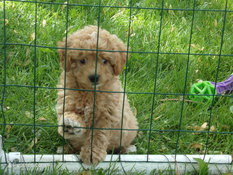 Denver – Miniature Goldendoodle puppy for sale in Abbotsford, WI