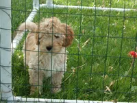 Parker, a male Miniature Goldendoodle for sale in Abbotsford, WI – 2 of 6