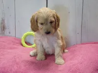 Beverly, a female Cockapoo for sale in Abbotsford, WI – 3 of 7
