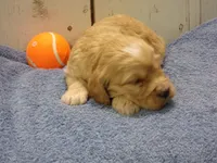 Boone, a male Cockapoo for sale in Abbotsford, WI – 5 of 5
