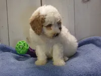 Jake, a male Goldendoodle for sale in Abbotsford, WI – 2 of 5