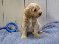 Brady, a male Cockapoo for sale in Abbotsford, WI – 6 of 7